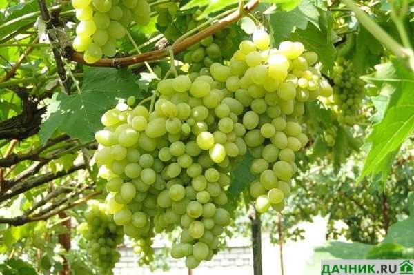Фото: описание сорта винограда Августин