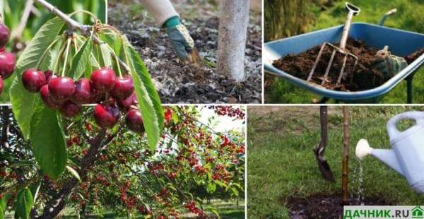 Правила посадки черешни осенью - советы опытных садоводов